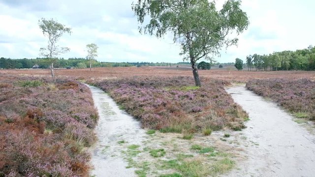 Walking in a Heathland landscape with blooming Heather plants