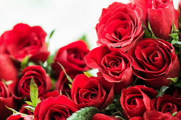 Red rose Flowers have a refreshing aroma