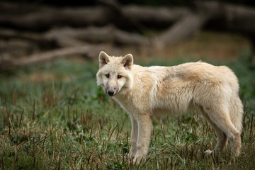 Naklejka na ściany i meble Artic Wolf White Animal