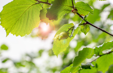 A bud of hazelnuts on  a branch with sun shine
