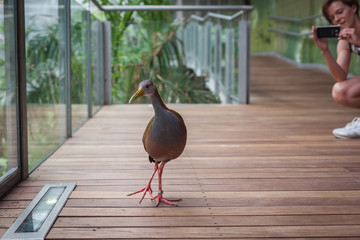 Woman is photographing birds in the zoo with her smartphone