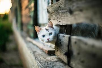 Cute white cat looking out of a hole in a wooden fence