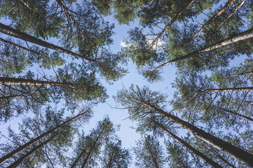 Tops of pine trees in the forest