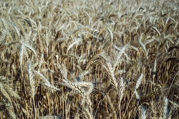 Wheat on the field. Plant, nature, rye.