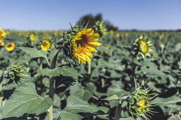 Beautiful sunflower field in the afternoon