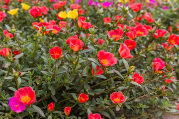 Flower Portulaca oleracea