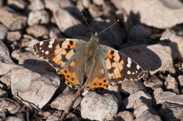papillon