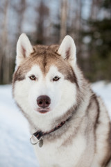 Close-up Portrait of beige and white siberian husky dog looking to the camera in winter forest.
