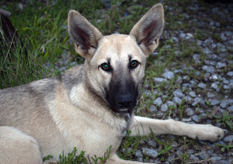 Portrait of a stray dog