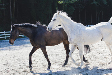 Obraz na płótnie Canvas 黒い馬と白い馬