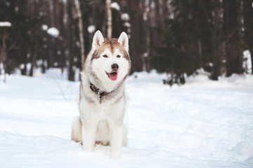 Portrait of beige and white siberian husky dog sitting in winter forest on trees background. Gorgeous Husky male on the snow