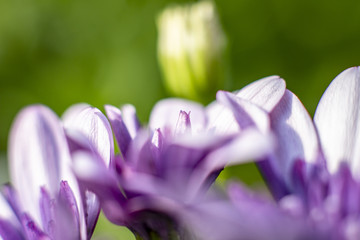 lila Bornholmmargerite