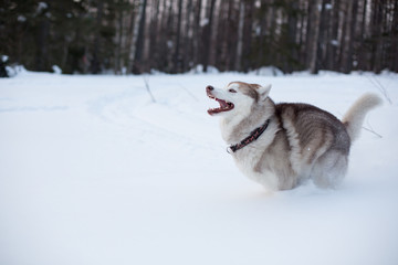 Siberian Husky dog is running on the snow in winter forest.