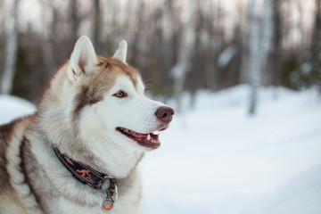 Profile portrait of lovely Beige and White Siberian husky is on the snow on Sakhalin Island in Russia. Close-up portrait of Husky dog liying in winter forest.