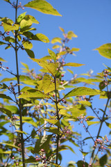 Callicarpa bodinieri bush with purple berries against blue sky. Beautyberry branch with leaves and fruit in autumn.
