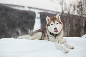 Portrait of beautiful Siberian Husky dog liying on the snow and looking to the camera in winter forest on a slope background