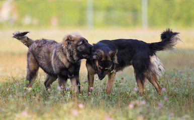 dogs playing in the grass