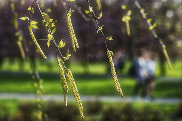 wiosenny spacer, na pierwszym planie kwitnąca brzoza na rozmytym tle zarys spacerującej pary