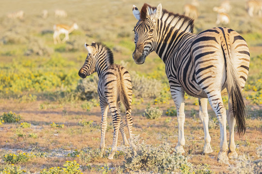 Africa, Namibia, Etosha National Park, burchell's zebras, Equus quagga burchelli, young animal and mother animal