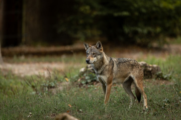 Grey Wolf Europe Animal