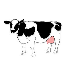 sfondo bianco con mucca