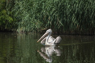 A large white pelican swims in a pond