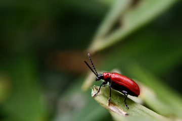 Red Bug.