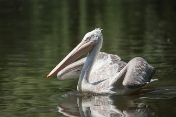 A large white pelican swims in a pond
