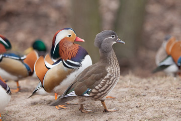 beautiful wild ducks