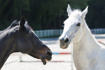 Obraz premium 白い馬と黒い馬