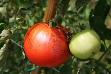 Tomatoes on plant with disease. Rotten tomatoes in the vegetable garden
