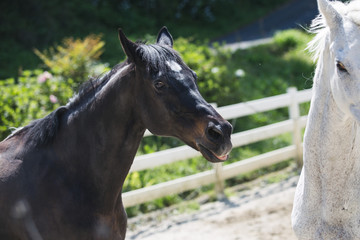 馬