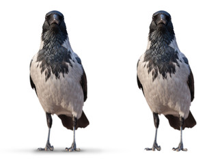 large wild crows isolated