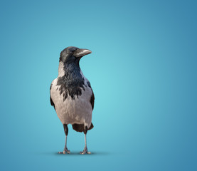 large wild crows isolated