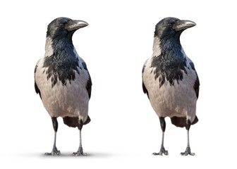 large wild crows isolated