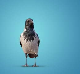 Obraz premium large wild crows isolated