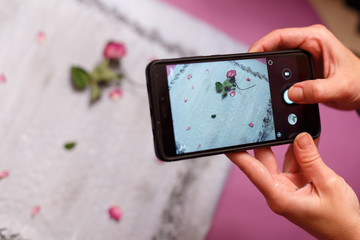 On the foreground, hands hold a phone and photograph a still-life from a flower lying on a gray photophone. Pink and purple colors.