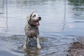 white dog stands on the river bank. wet, dirty, waiting for the team.