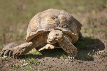 a large turtle crawls