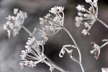 Frozen torso of plants in winter with ice