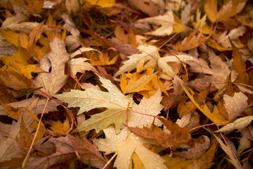 autumn leaves on the ground
