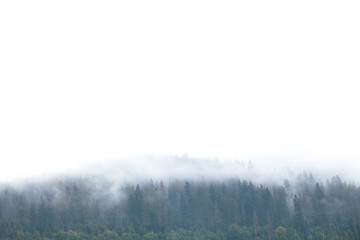 Cold weather forest fog in mountain. Misty mist, pine landscape.
