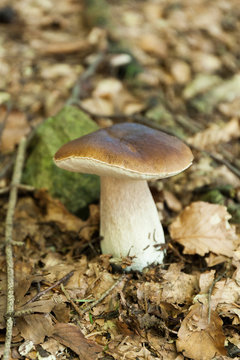 Wild autumn mushrooms background, brown boletus, cep. Penny bun, porcino or porcini.