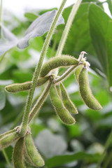 Many soybean pods on plant. Soybean plant close-up
