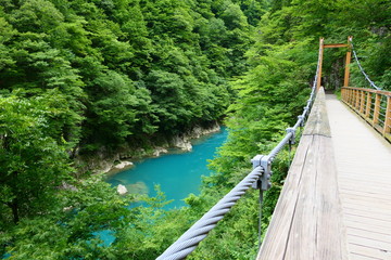 Obraz premium 抱返り渓谷と吊り橋。田沢 仙北 秋田 日本。７月中旬。