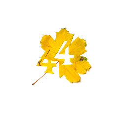 Figure 4 is cut from yellow maple leaf