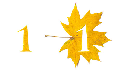 Figure 1 is cut from yellow maple leaf