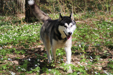 Black and gray husky walks in the forest with flowers