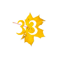 Figure 3 is cut from yellow maple leaf