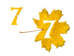 Figure7 is cut from yellow maple leaf
